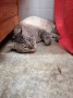 Bizcocho (2)